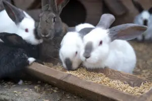 A group of rabbits eating pellets together.