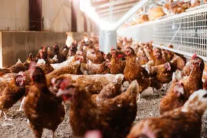 Chickens gathered inside a well-lit poultry farm.
